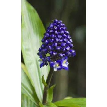 Blue Tropical Flower